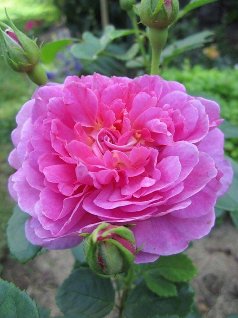 Роза принцесса анна - розы девид остин - розы - растения - интернет-магазин "сад-огород"