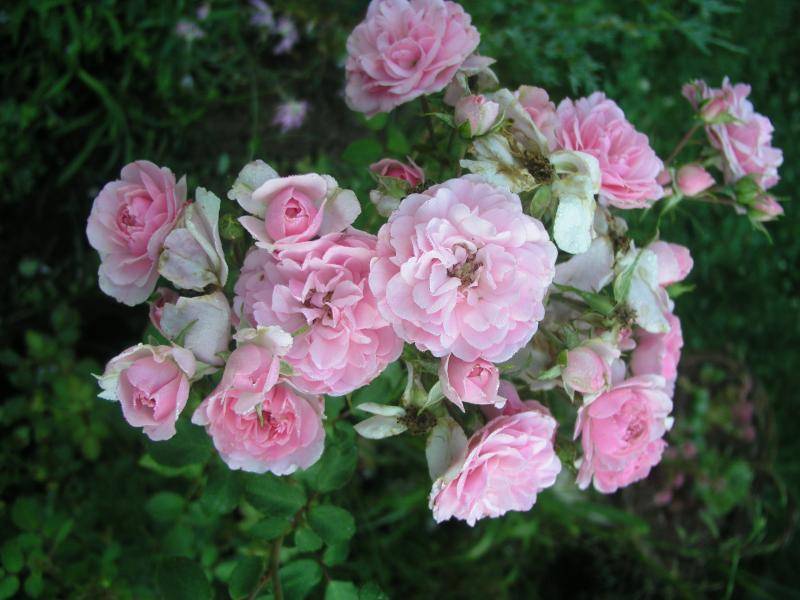 Характеристика и описание садовой розы сорта «боника 82»: фото и отзывы