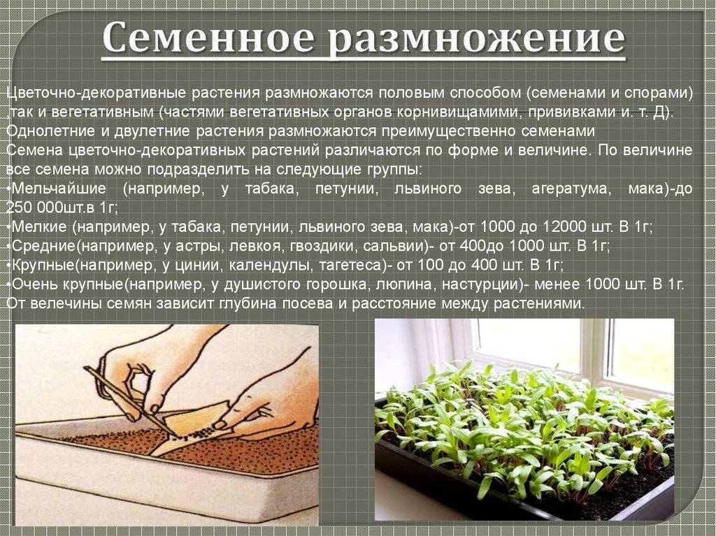 Полисциас: фото сортов и видов, правила выращивания и ухода за растением в домашних условиях