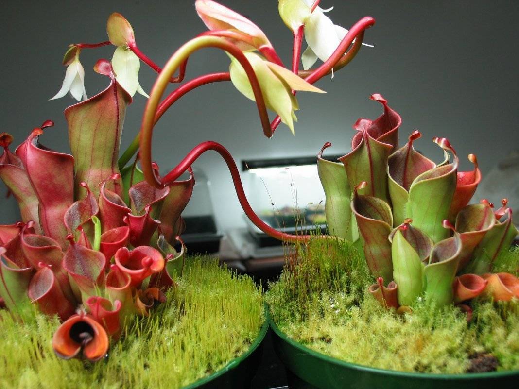 Хищные растения — насекомоядные цветки в домашних условиях