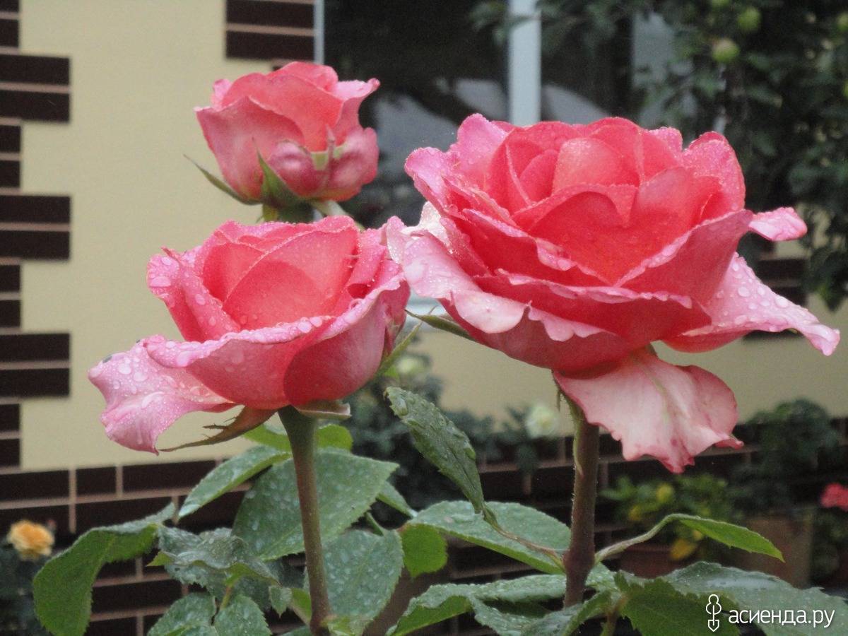Как вырастить изящную чайно-гибридную розу мондиаль на даче