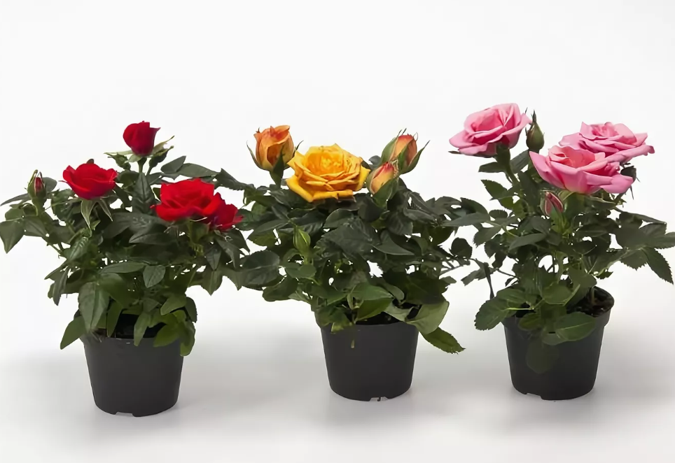 Розы кордана: посадка и уход в домашних условиях, подкормка, пересадка, размножение