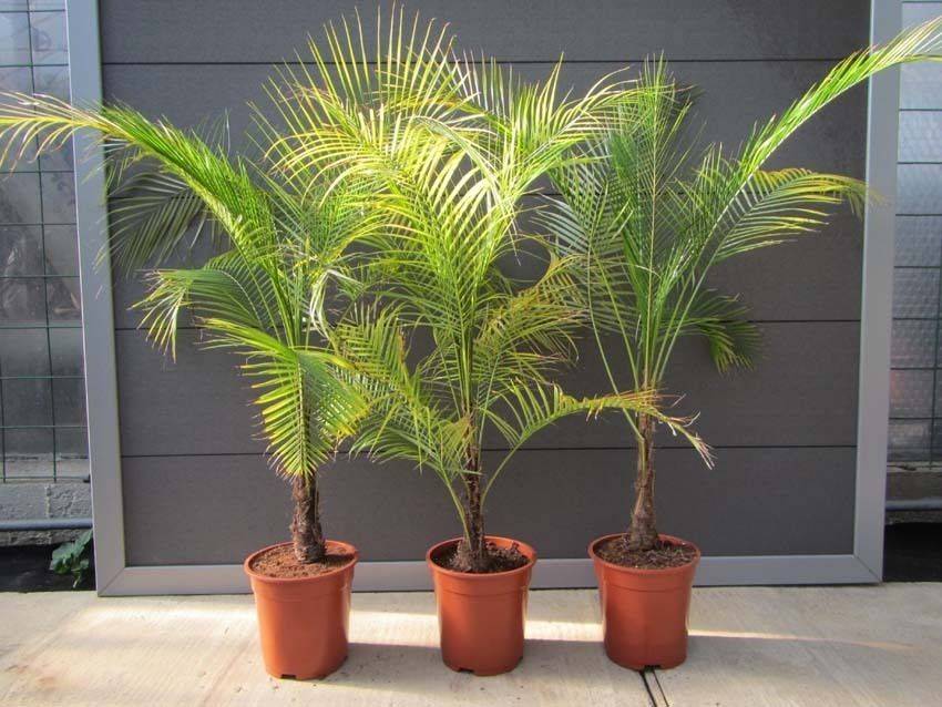 Комнатная финиковая пальма. уход и выращивание. фото — ботаничка