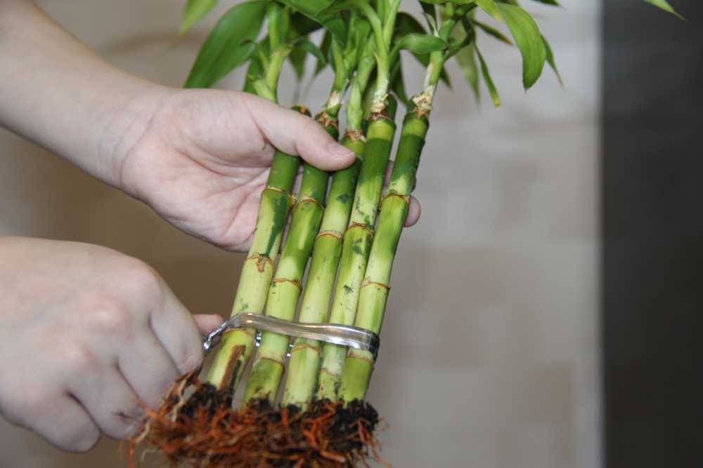 Как закрутить стебель комнатного бамбука
