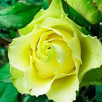 Роза лимбо: фото и описание этого сорта, особенности цветения, правила ухода и размножения, болезни и вредителидача эксперт
