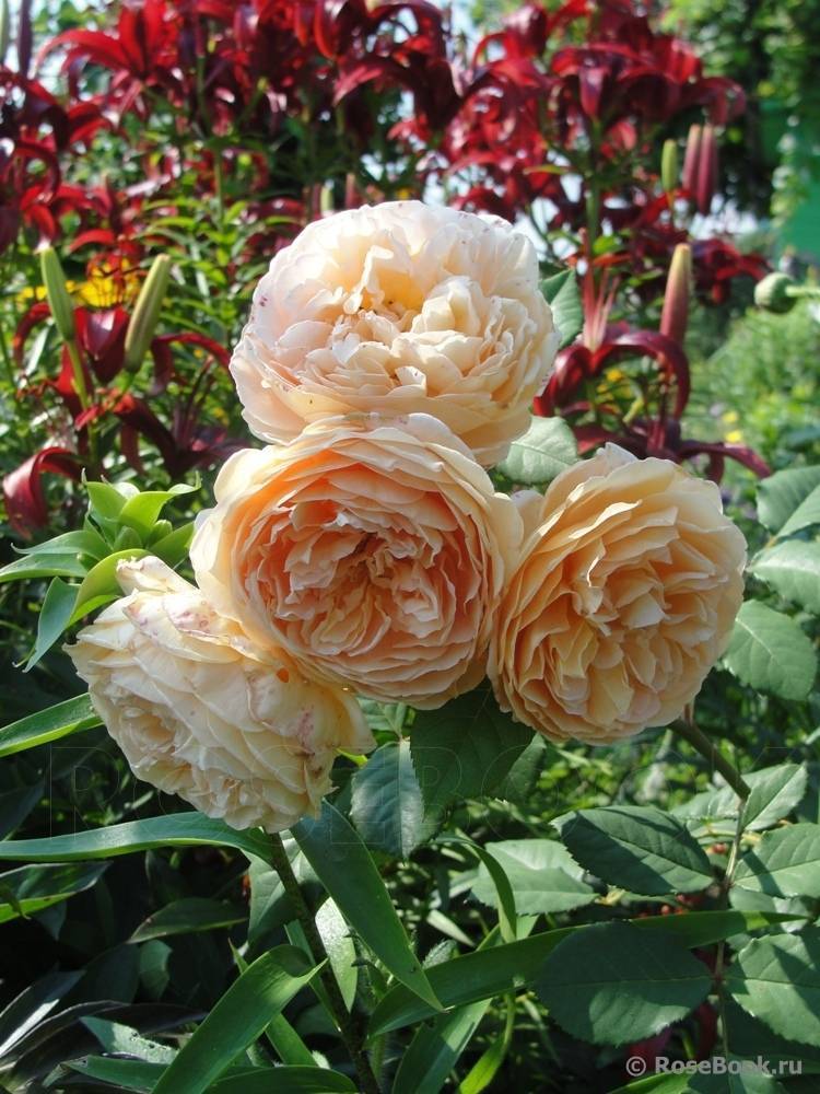 Аристократичная роза crown princess margareta
