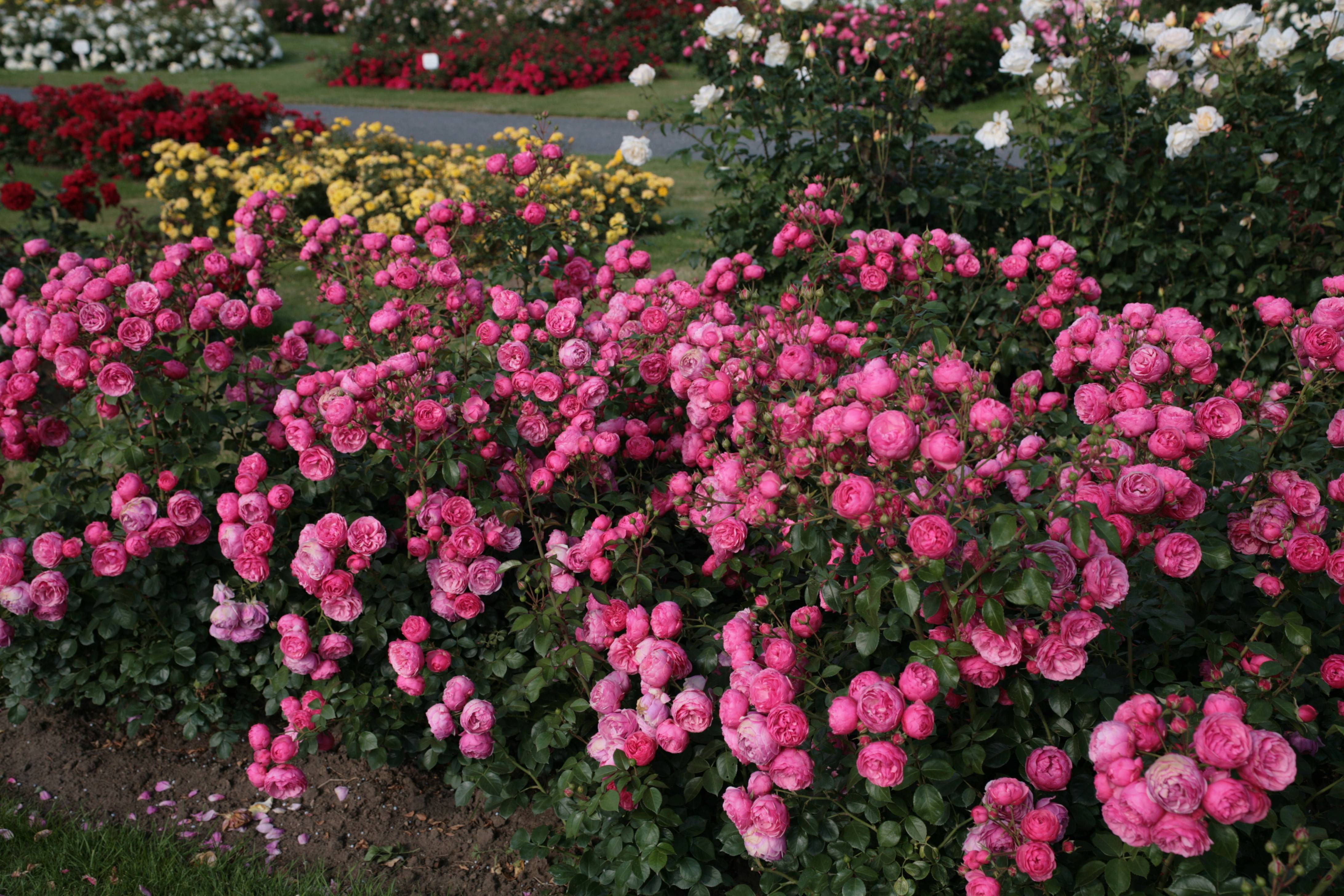Почвопокровные розы: цветущие лето, сорта для подмосковья