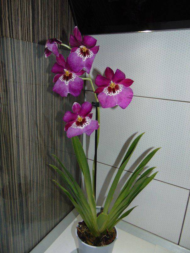 Правила ухода за орхидеей мильтонией — выращиваем тропический цветок на подоконнике