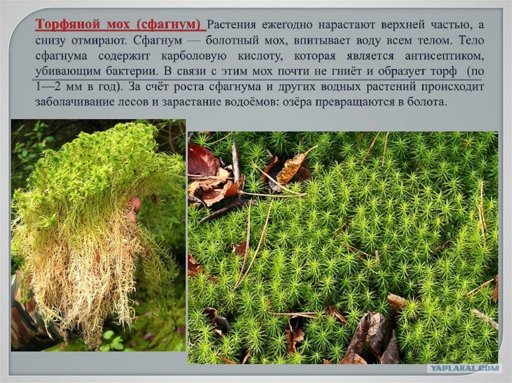 Мох сфагнум (сфагновый, болотный, белый): свойства, применение в медицине, цветоводстве, когда, как лучше собирать в лесу