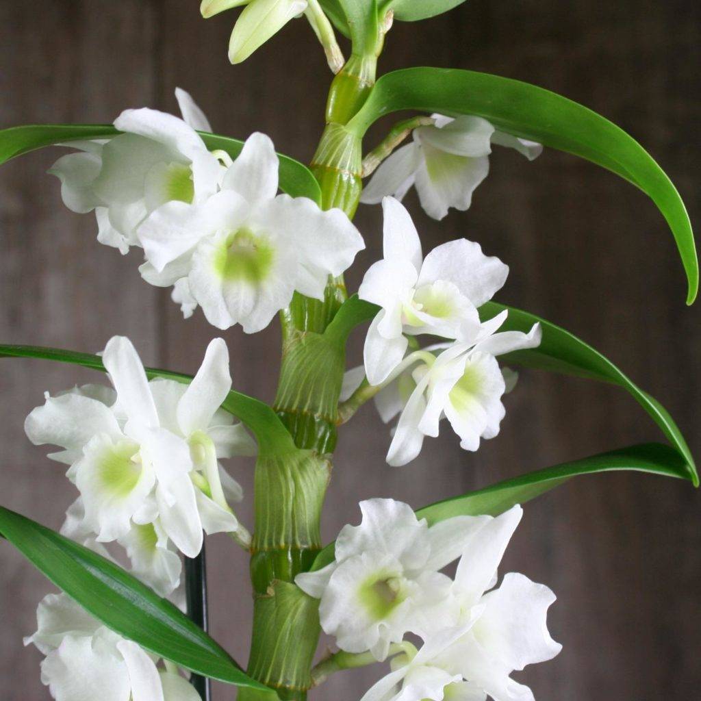 Орхидея дендробиум нобиле: фото, пересадка, размножение и уход в домашних условиях