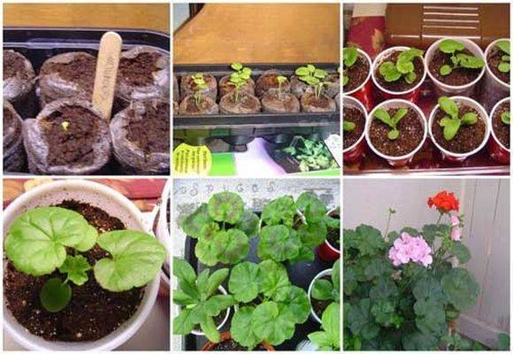 Пеларгония из семян в домашних условиях: выращивание и уход