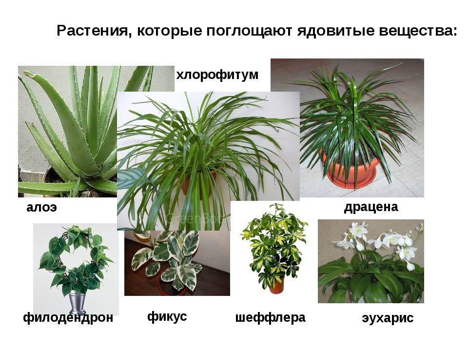 Ядовитые комнатные растения: +34 фото, названия и описание