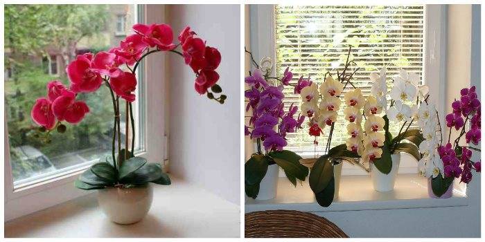 Орхидея: приметы, можно ли держать дома, особенно женщинам, к чему цветет и другие народные суеверия, связанные с этим растением