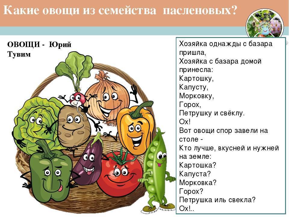 Список овощей, относящихся к пасленовым культурам, овощи семейства пасленовые