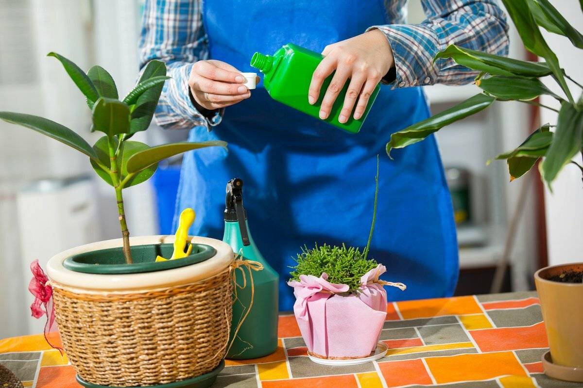 Удобрения и подкормки для комнатных растений в домашних условиях: лучшие рецепты 2022 года