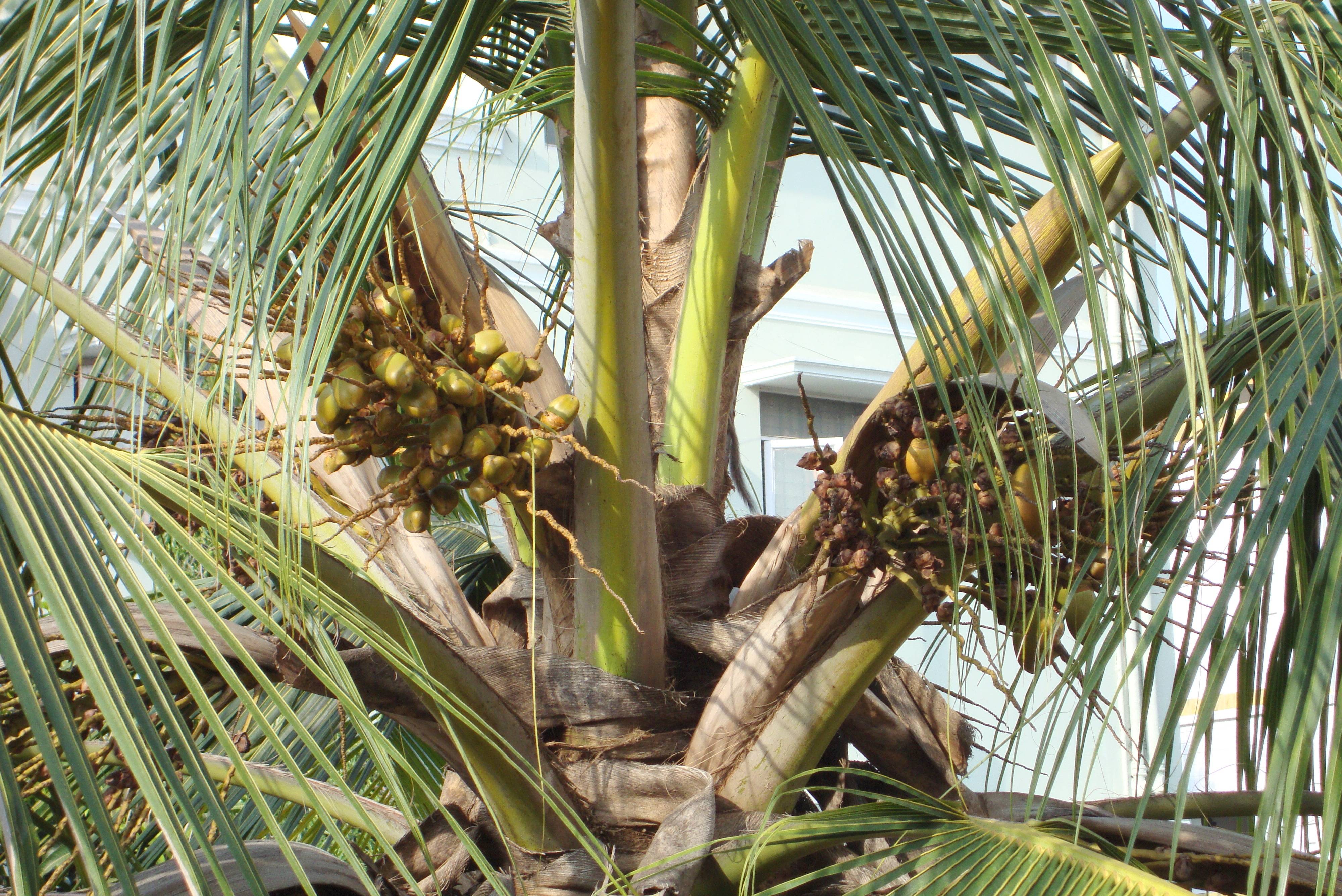 Как вырастить кокос в домашних условиях