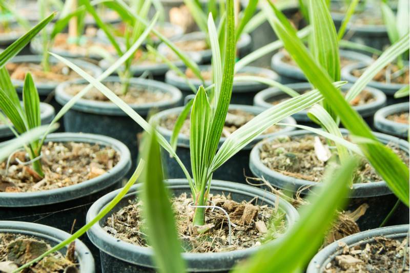 Как вырастить пальму финика из косточки в домашних условиях, инструкция по выращиванию + фото