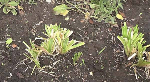 Причины плохого роста и цветения лилейника в открытом грунте, после пересадки: как заставить