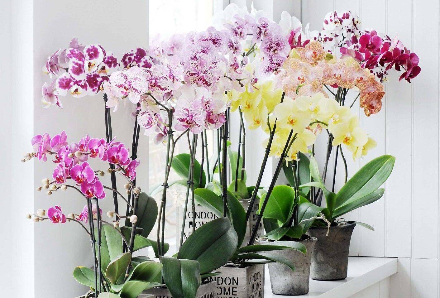 Хорошо или плохо влияет орхидея на дом и человека — 46 примет