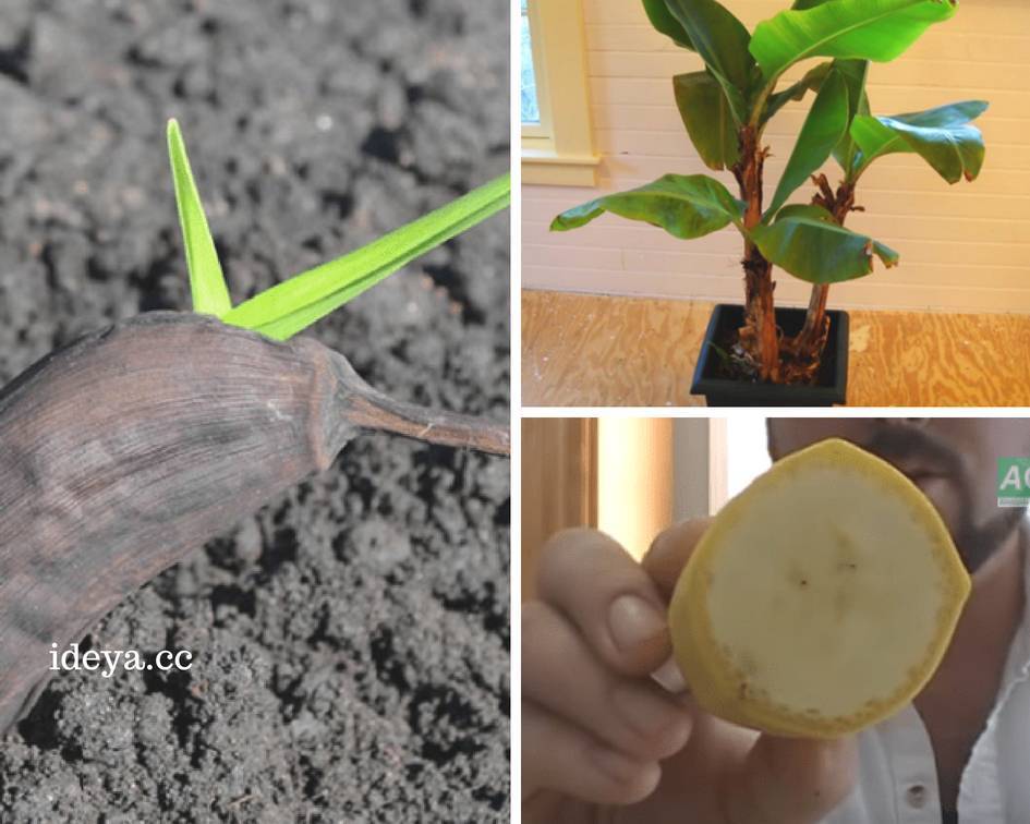 Как выращивать бананы в домашних условиях selo.guru — интернет портал о сельском хозяйстве