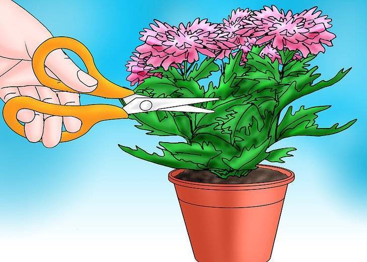 Как обрезать комнатные растения