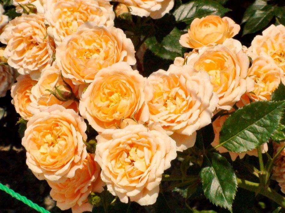 Роза флорибунда кимоно: описание сорта и характеристики, посадка и уход