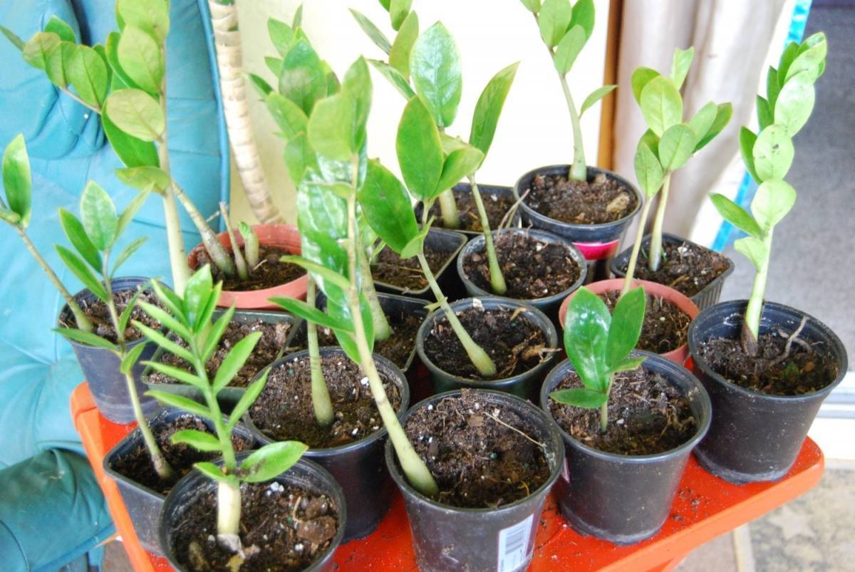 Замиокулькас — долларовое дерево, размножение в домашних условиях