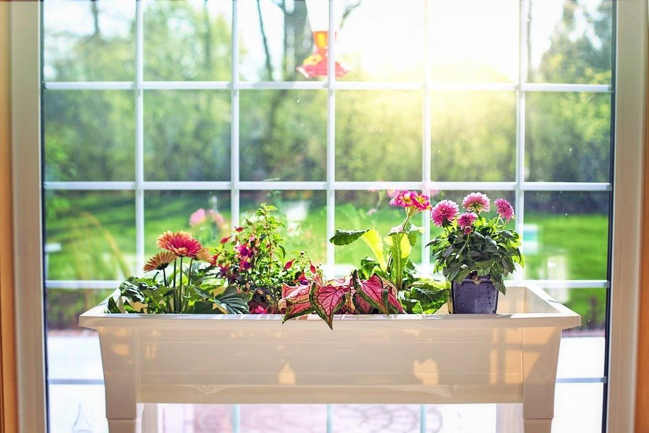 Солнцелюбивые многолетние цветы для сада: обзор 10 лучших цветов