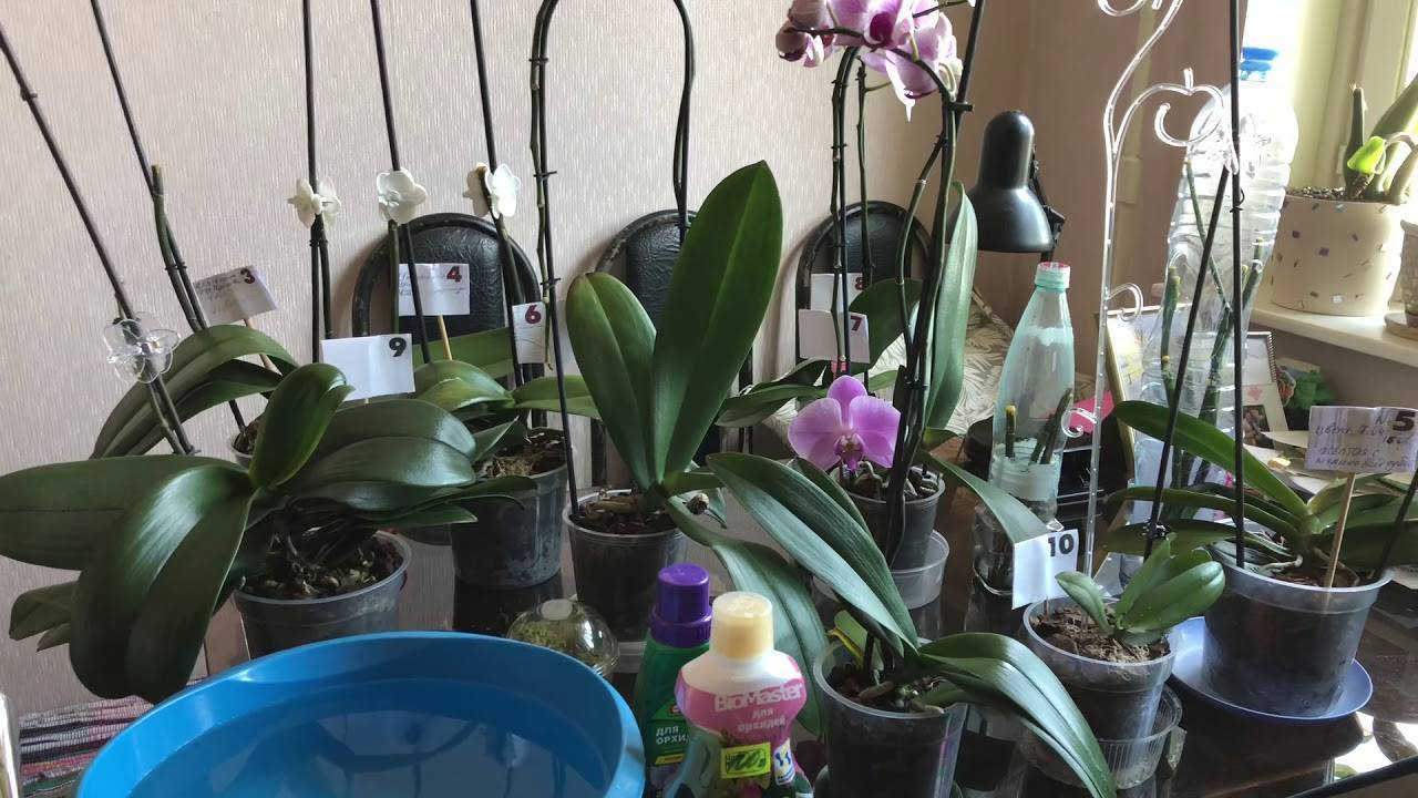 Чем лучше подкормить орхидею дома, чтоб хорошо цвела и давала деток