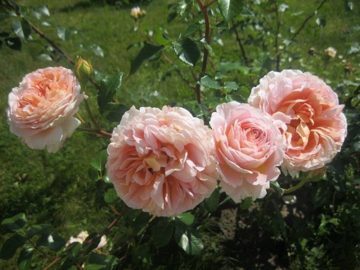 Роза абрахам дерби: посадка и уход, преимущества сорта, применение в ландшафтном дизайне