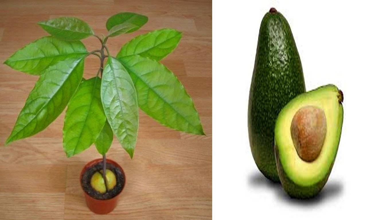 Как посадить косточку авокадо пошагово и подробно