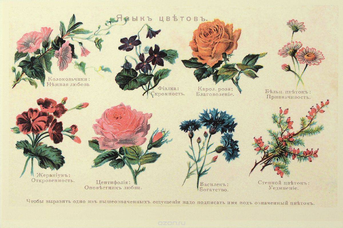 Какие цветы что символизируют? цветочная азбука с фото