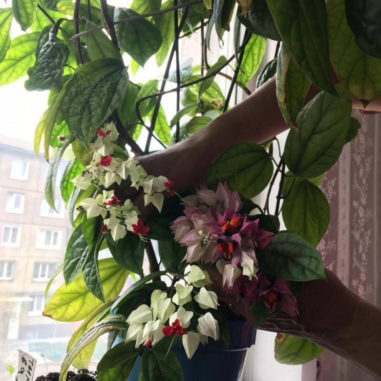 ᐉ цветок клеродендрум: уход в домашних условиях, фото, почему не цветет и желтеет - roza-zanoza.ru