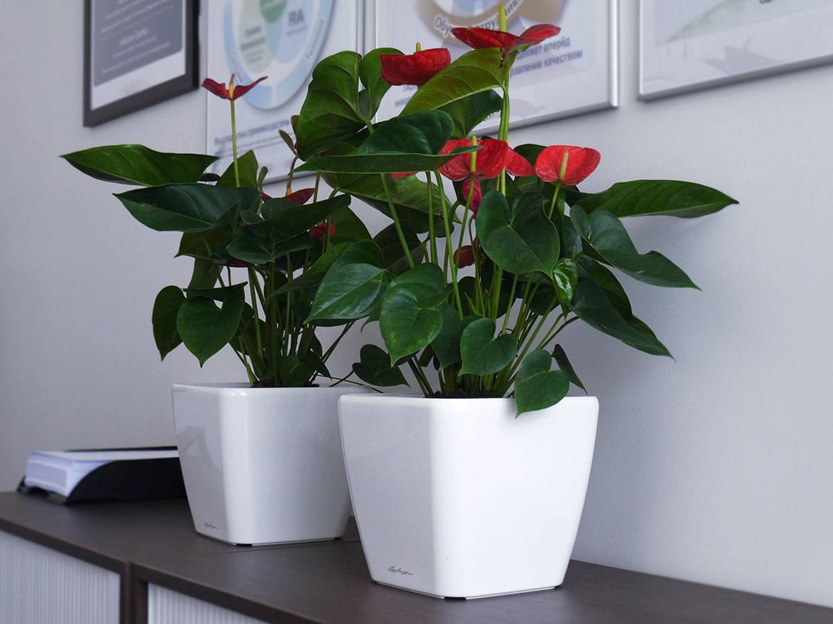 ✅ неприхотливые тенелюбивые комнатные растения для офиса или квартиры - сад62.рф