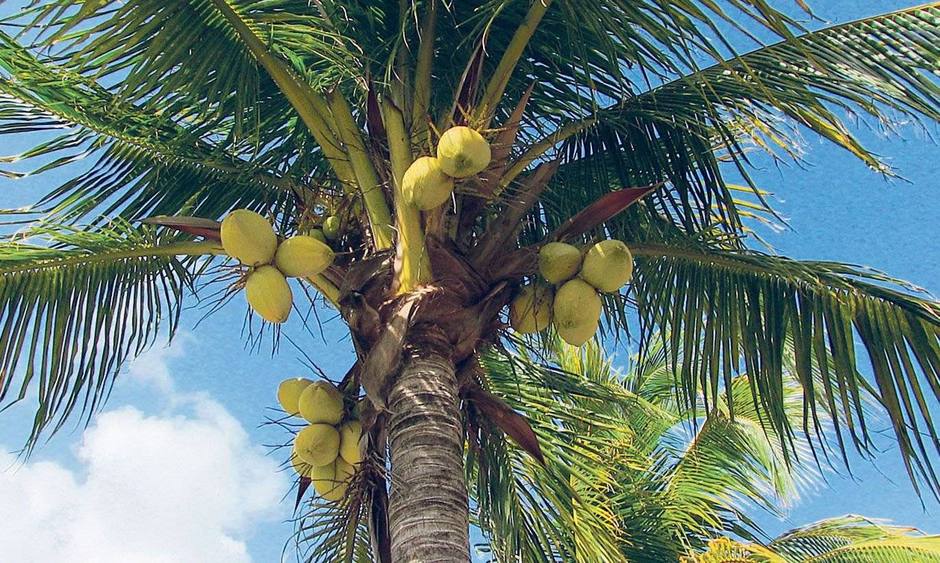 Кокосовая пальма: советы по уходу в домашних условиях для начинающих