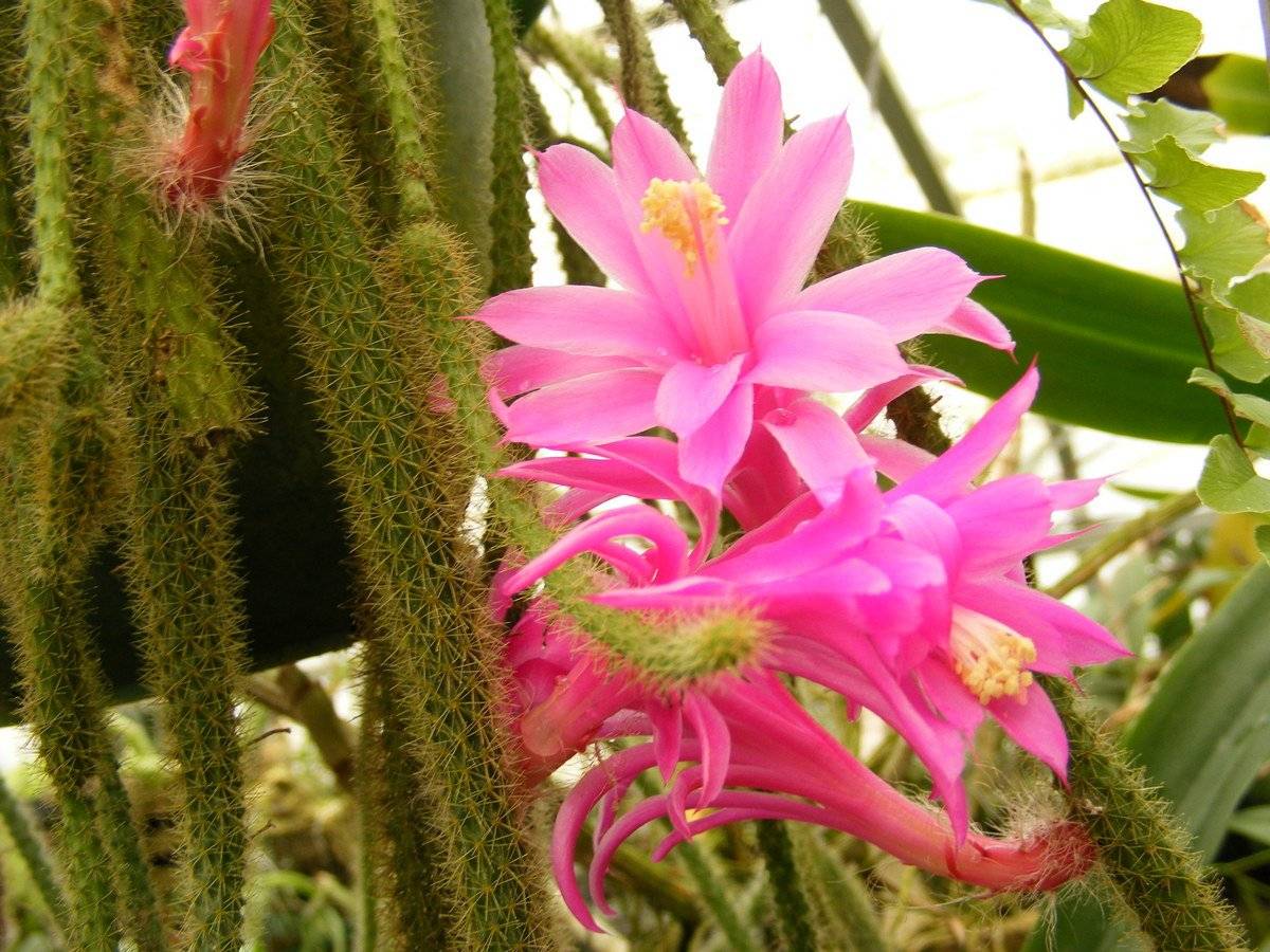 30 видов и названий домашних кактусов :: инфониак
