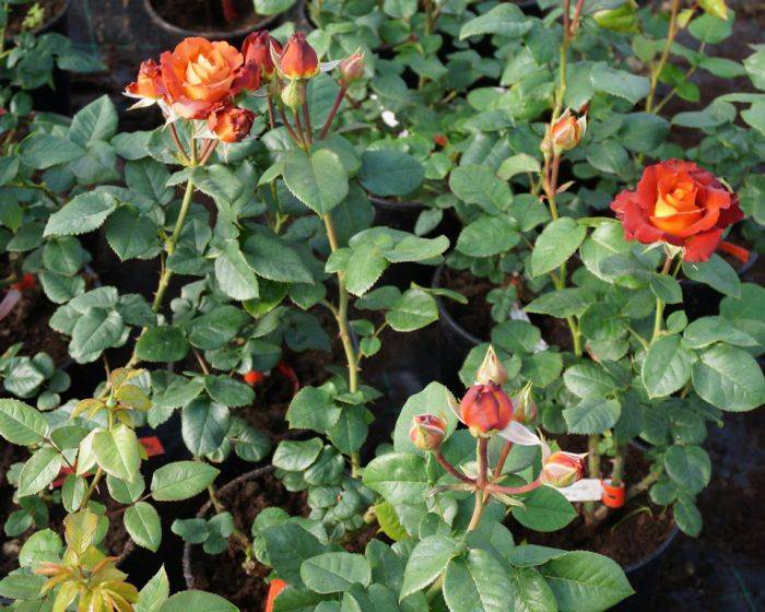 Чайно гибридные розы, уход и посадка в открытом грунте — про посадки