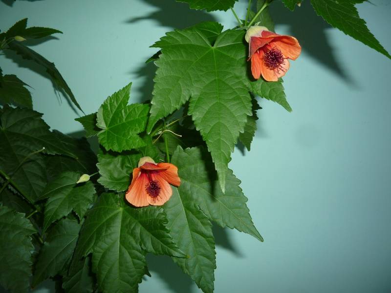 Абутилон или комнатный клен, виды домашнего цветка с фото и уход