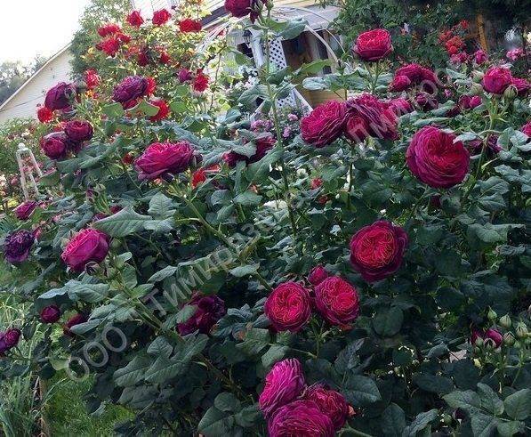 Роза розариум ютерсен: фото и описание, отзывы. когда и как цветет роза розариум ютерсен, как правильно за ней ухаживать
