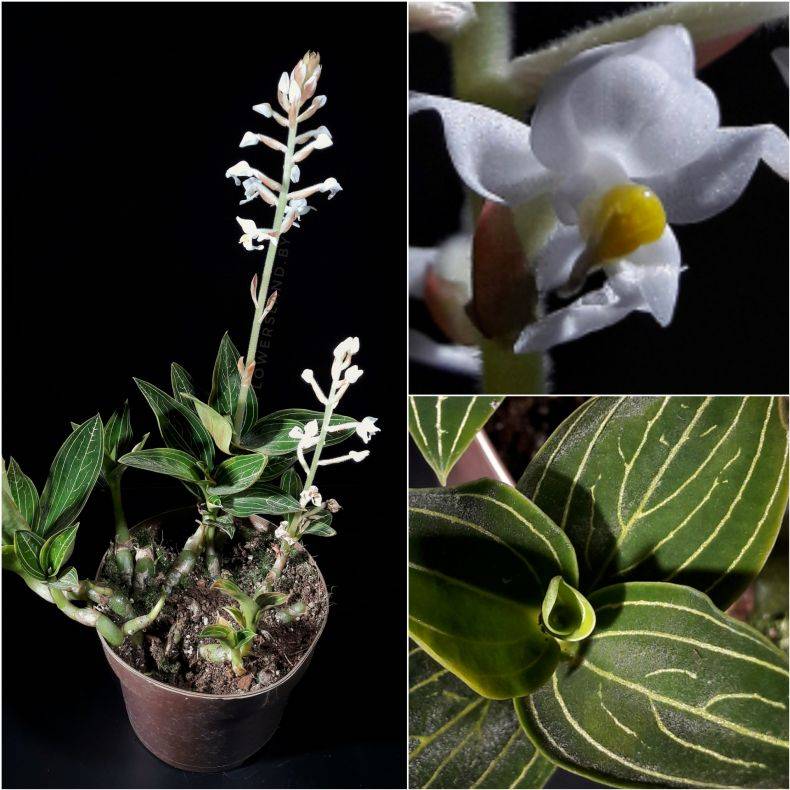 Драгоценная орхидея лудизия: сорта, выращивание дома