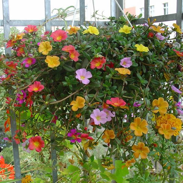 Цветы на солнечной стороне балкона: какие посадить южные растения на все лето с фото и названиями и как выбрать неприхотливые и устойчивые к жаре?