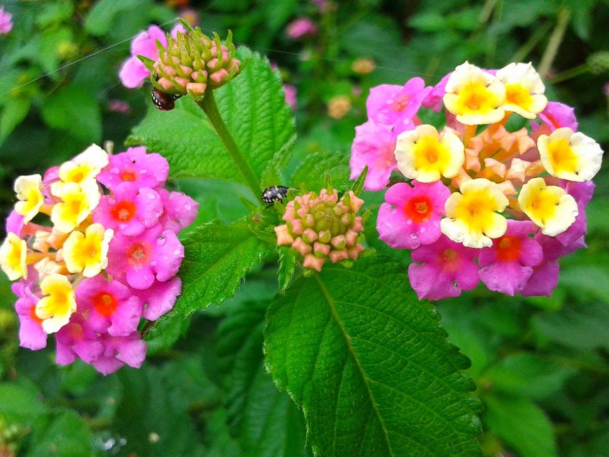Цветок "лантана": описание, фото, выращивание и уход в домашних условиях