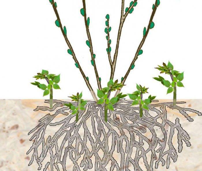 Способы как размножить гортензию садовую на даче
способы как размножить гортензию садовую на даче
 adblockrecovery.ru