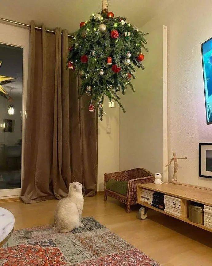 Как уберечь новогоднюю елку от любопытных кошек. ридус