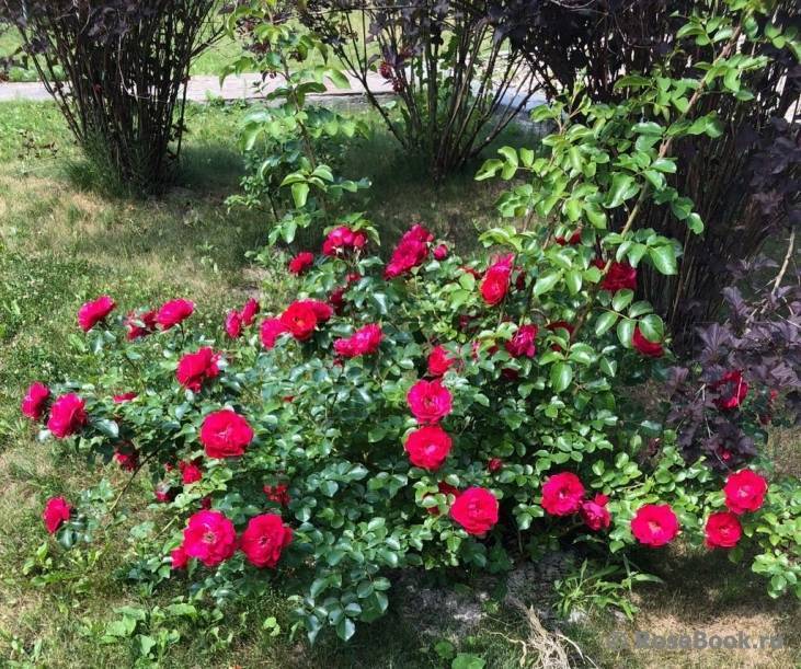 Парковые розы: описание с названиями 17 лучших сортов включая зимостойкие | (100+ фото & видео) +отзывы