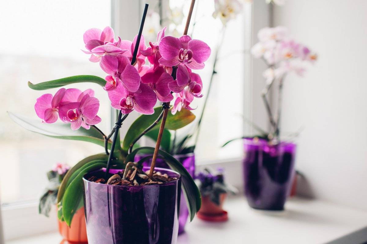 Почему не цветет орхидея в домашних условиях и что делать?