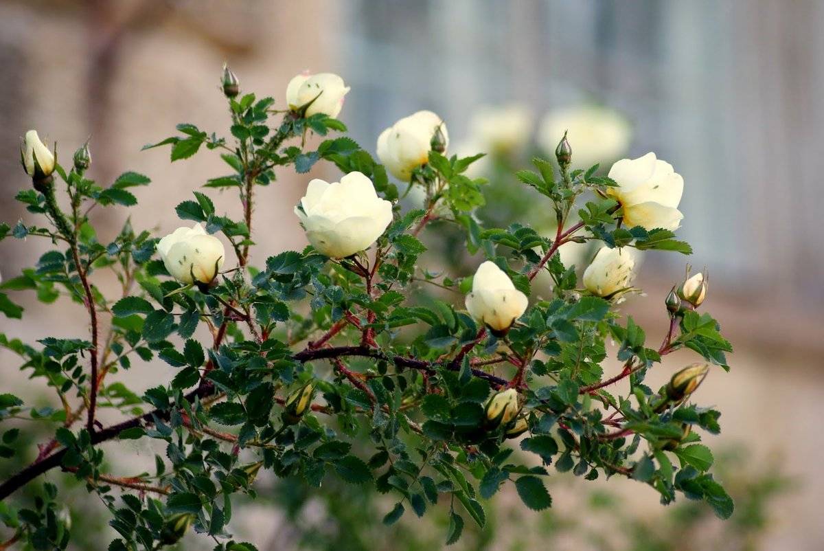 Штамбовая роза – как вырастить своими руками