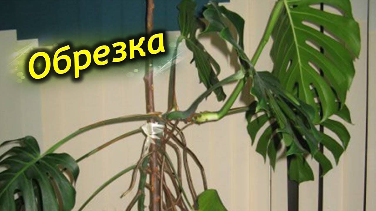 Монстера: уход в домашних условиях и правила выращивания - sadovnikam.ru