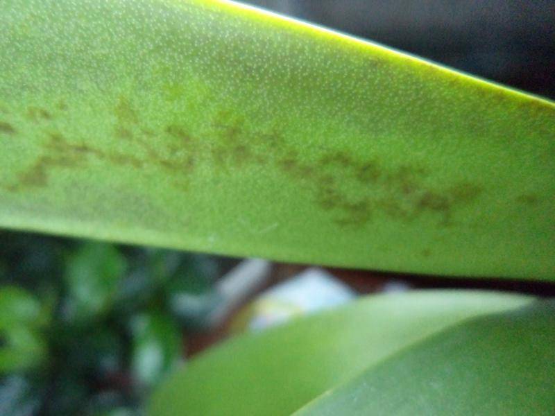 Спасти орхидею от вредителей и болезней можно! почему появились пятна на листьях и как это лечить?