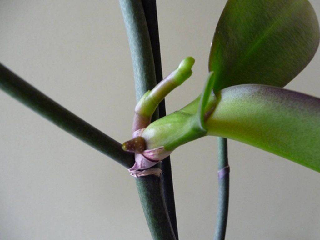 Как размножить орхидею в домашних условиях — цветоносом детками черенками семенами